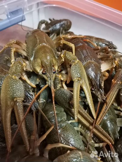 Живой рак речной вкусный