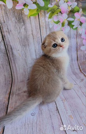 Шотландский фолд голубое золото. Котик