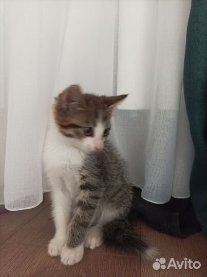 Котенок