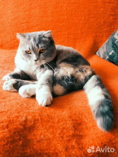 Кошка Стефания