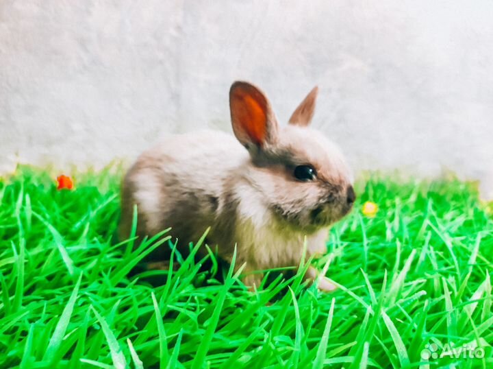 Карликовые крольчата мини
