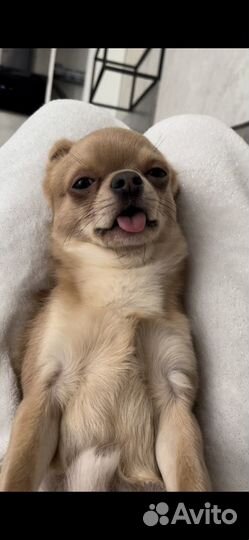 Вязка кобель чихуахуа