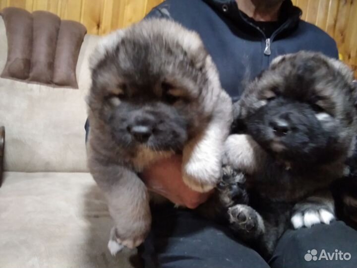 Щенки кавказской овчарки