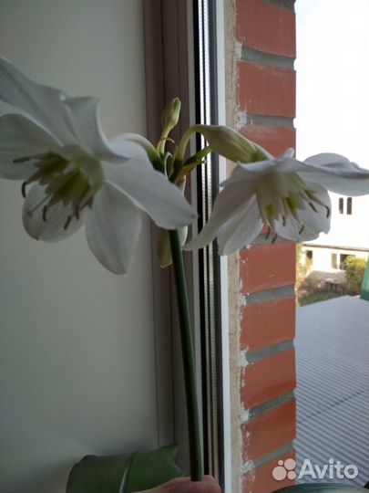 Цветок эухариус