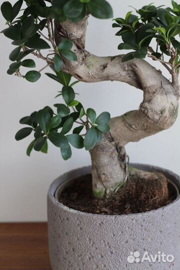 Бонсай фикус гинсенг