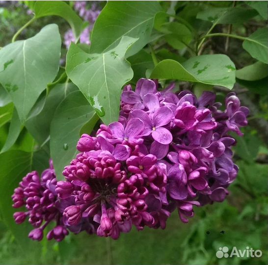 Магония, сирень,спирея, пузыреплодник,калина,ива