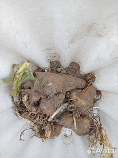 Топинамбур