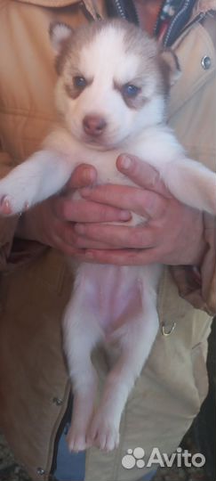 Щенки хаски