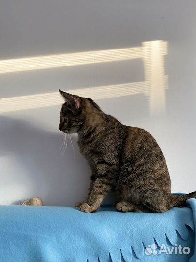 Коша в добрые руки