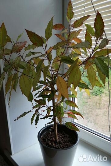 Гибискус - карнавал