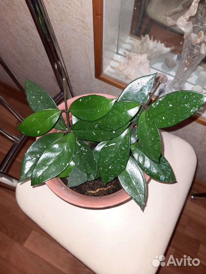 Хойя карноза