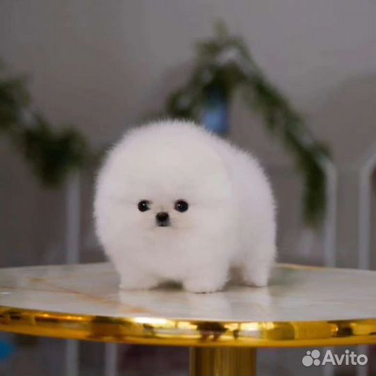 Померанский шпиц Микро из Кореи