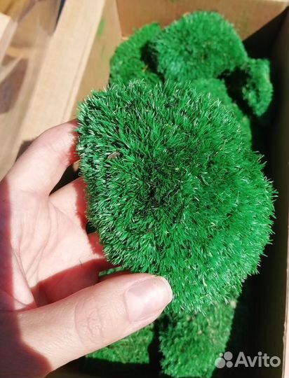 Стабилизированный мох для декора