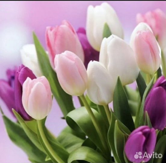 Тюльпаны к 8 марта от производителя
