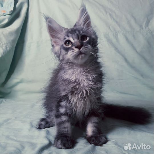 Котята мейн-кун