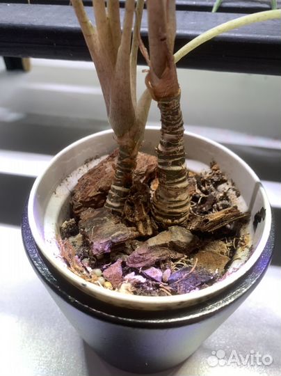 Алоказия бамбино