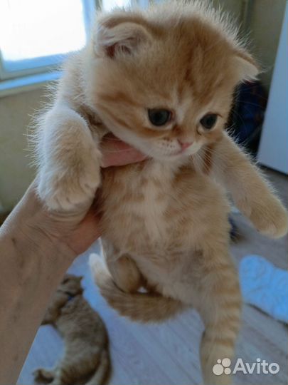 Продам котят