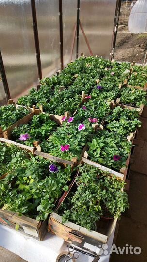 Рассада помидор и перцев, баклажаны. Доставка