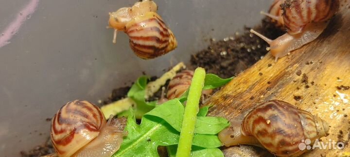 Улитки ахатины малыши