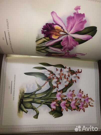 Орхидеи.Линдения-иконография орхидей книга