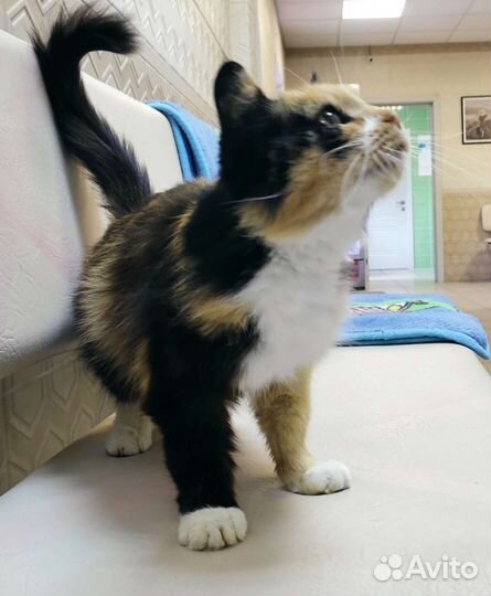 Кошка в дар бесплатно