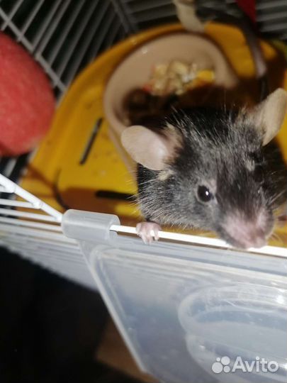 Мышь мальчик 9 месяцев