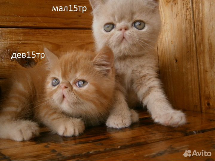 Котята Экзоты Девочки и Мальчики