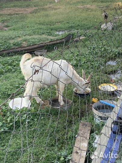 Козы дойные