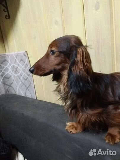 Кроличья такса