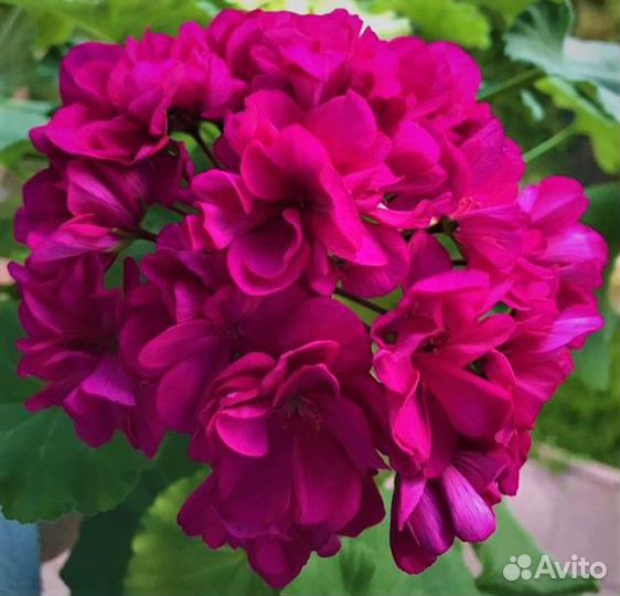 Пеларгонии (Герани) сортовые