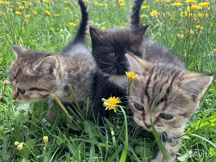 Котята в добрые руки
