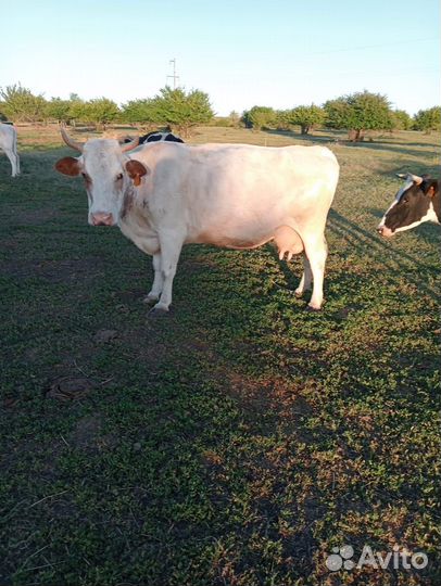 Коровы дойные