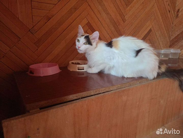 Кошки в добрые руки