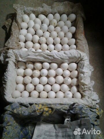 Яйца гусиные,утиные, куриные на инкубацию.80,30,15