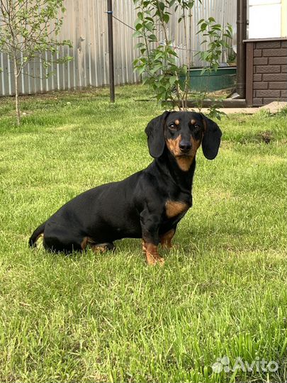 Такса в добрые руки