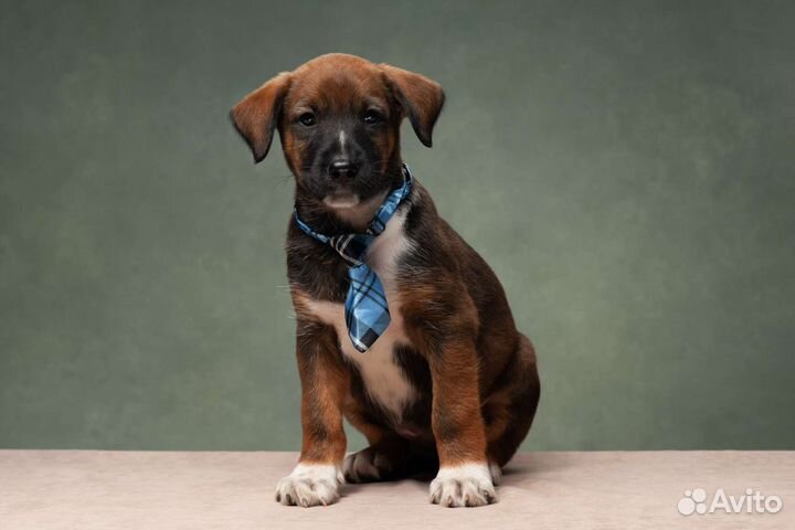 Щенки ксоло в шерсти