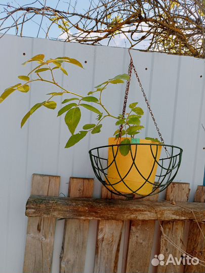 Роза плетистая малиновая