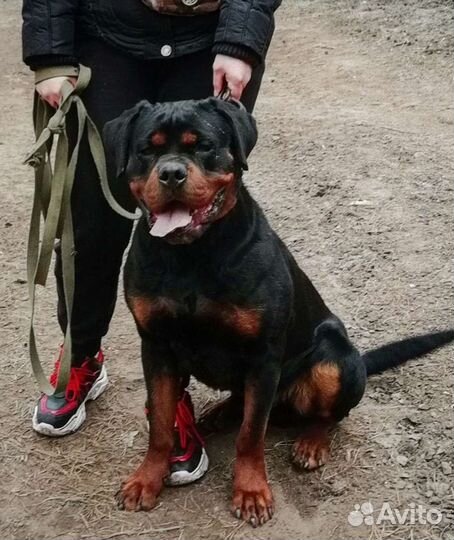 Ротвейлер (вязка)