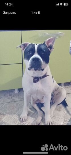 Американский питбуль