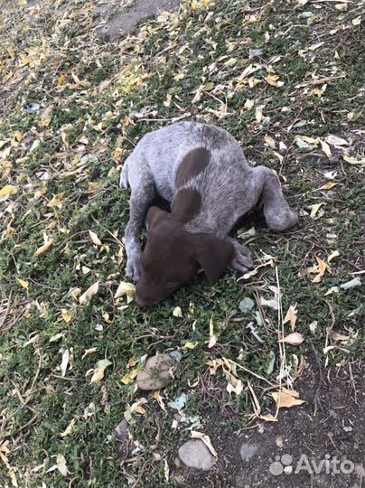 Щенки курцхаара