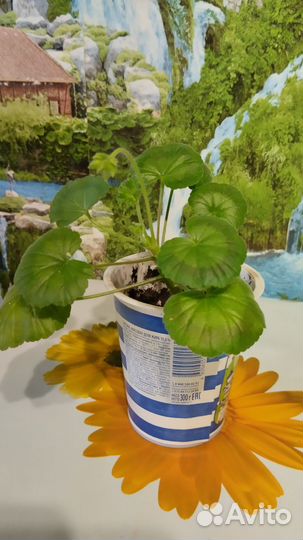 Пеларгония герань