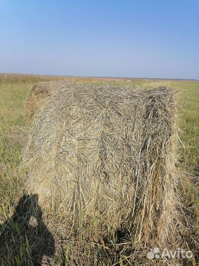 Сено в рулонах. 2023г