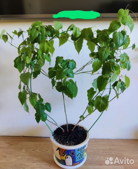 Пассифлора Финиковая пальма комнатные цветы