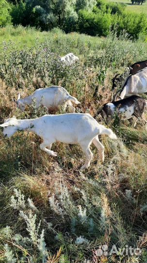 Зааненско-ольпийские дойная коза и козлята