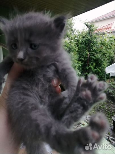 Кошка в дар бесплатно