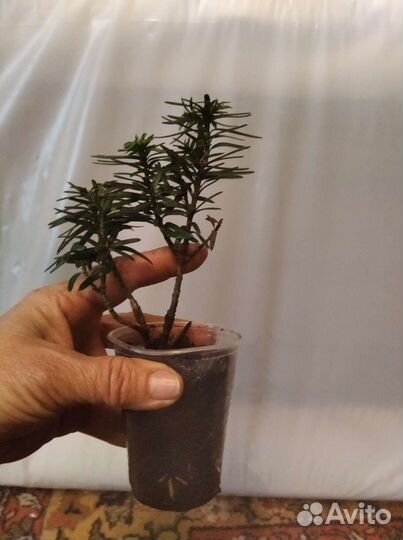 Саженцы ягодного Тиса Давида.можжевельника