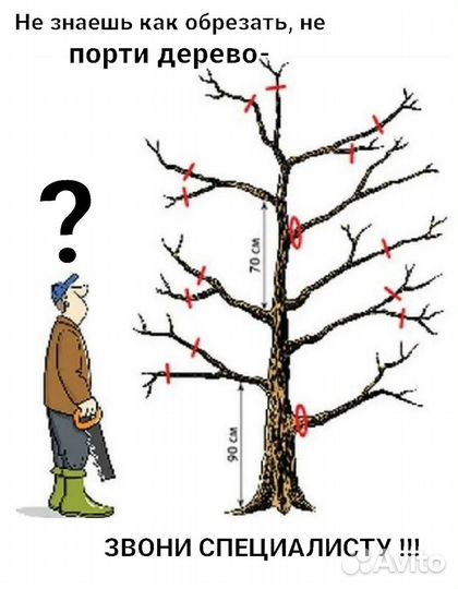 Обрезка плодовых деревьев и кустарников