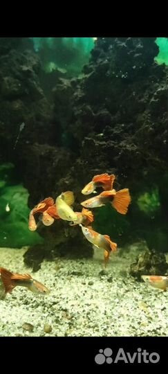 Рыбки Гуппи