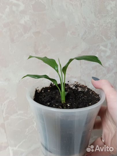 Спатифиллум