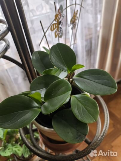 Сансавиерия пеперомия эпипренум